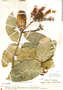 Hylenaea comosa image
