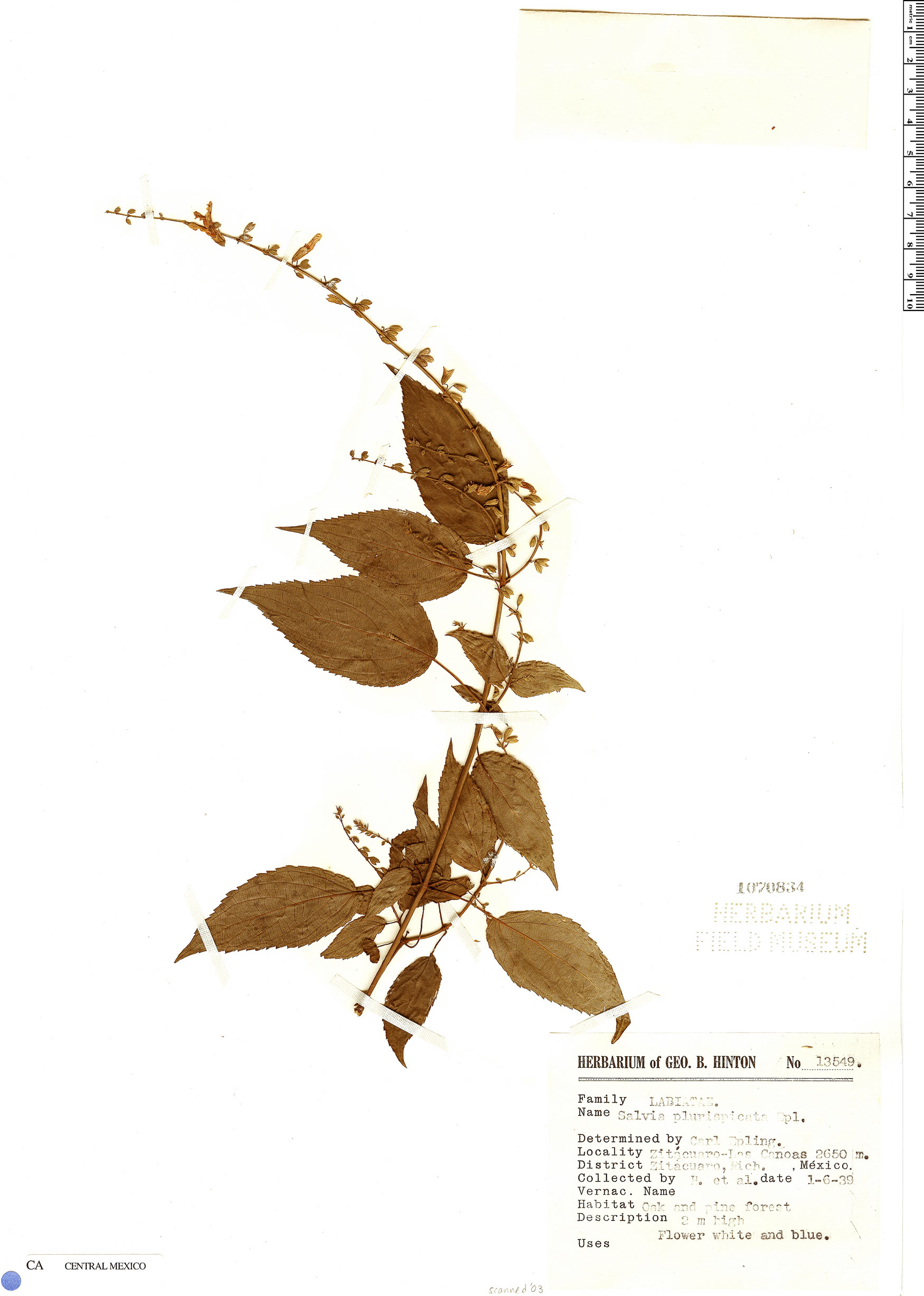 Salvia plurispicata image