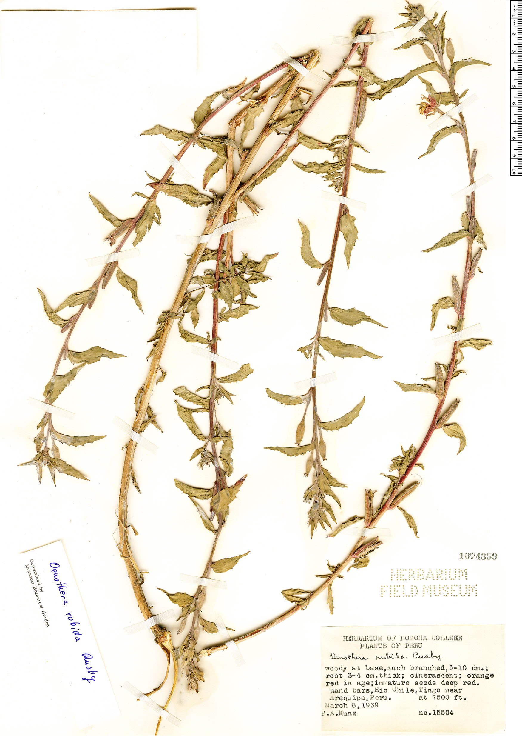 Oenothera rubida image