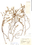 Paronychia microphylla image