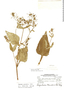 Sigesbeckia jorullensis image