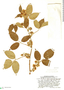 Rubus sparsiflorus image