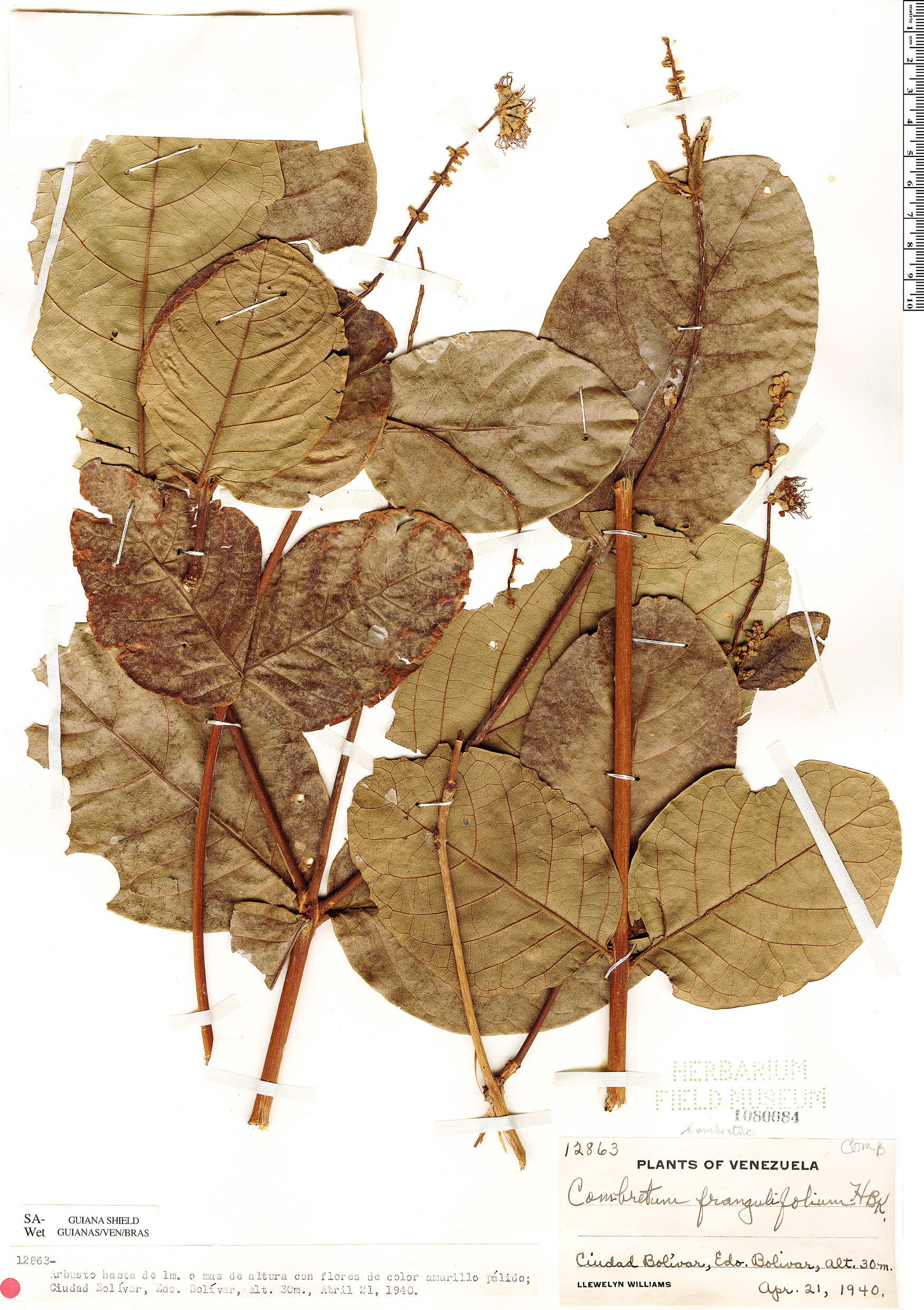 Combretum frangulifolium image