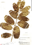 Maripa reticulata image
