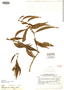 Phoradendron storkii image