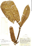 Psychotria cotejensis image