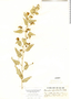 Tarasa operculata image