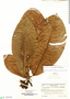 Psychotria rimbachii image
