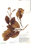Ladenbergia macrocarpa image