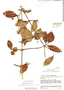 Chomelia polyantha image