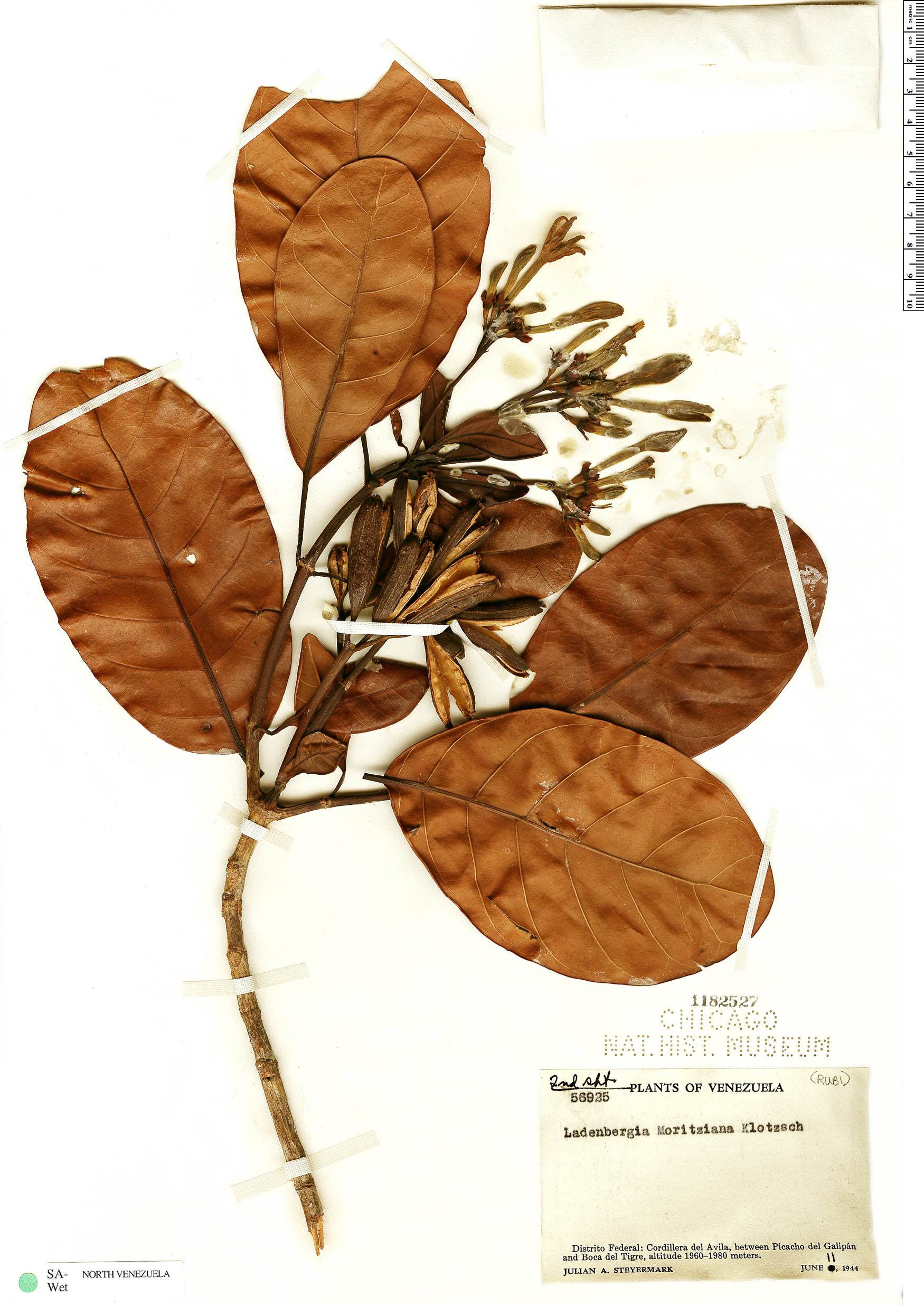 Ladenbergia moritziana image