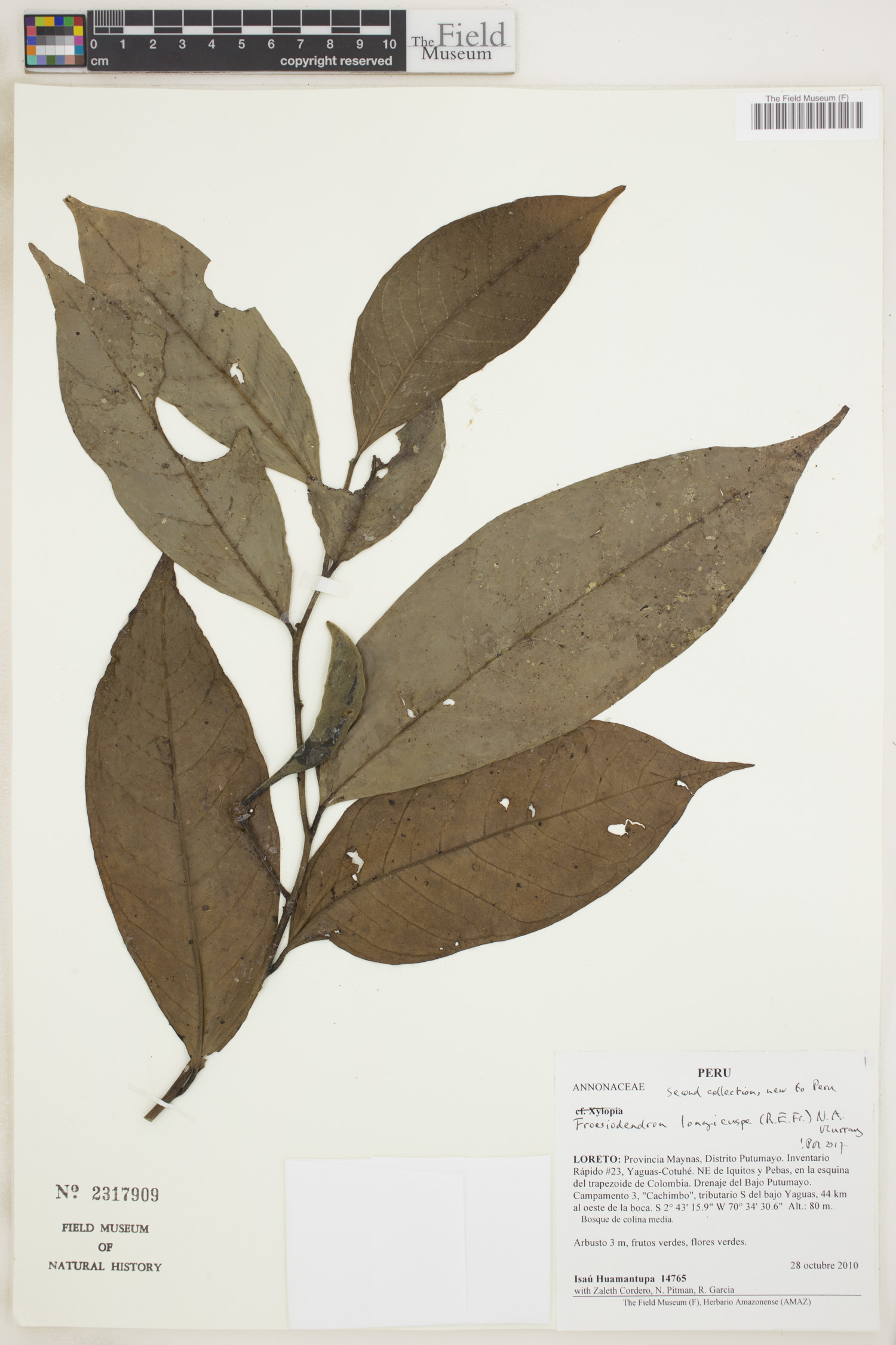 Froesiodendron longicuspe image