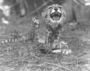 Young cheetah (?) growling at camera, teeth bared.