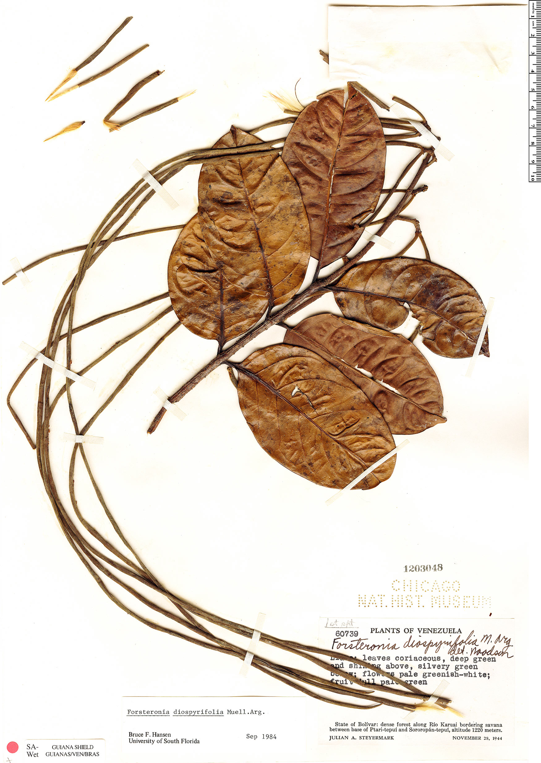 Forsteronia diospyrifolia image