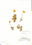 Calceolaria scapiflora image