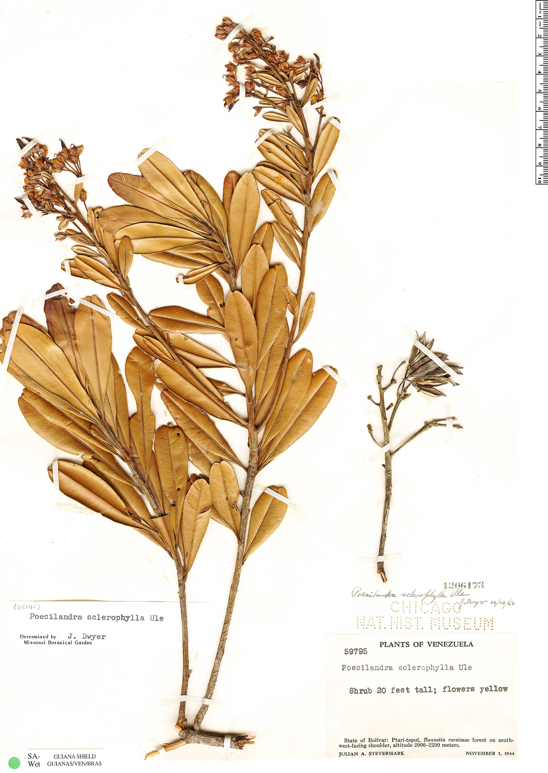 Poecilandra retusa var. sclerophylla image