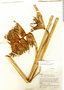 Heliconia villosa image
