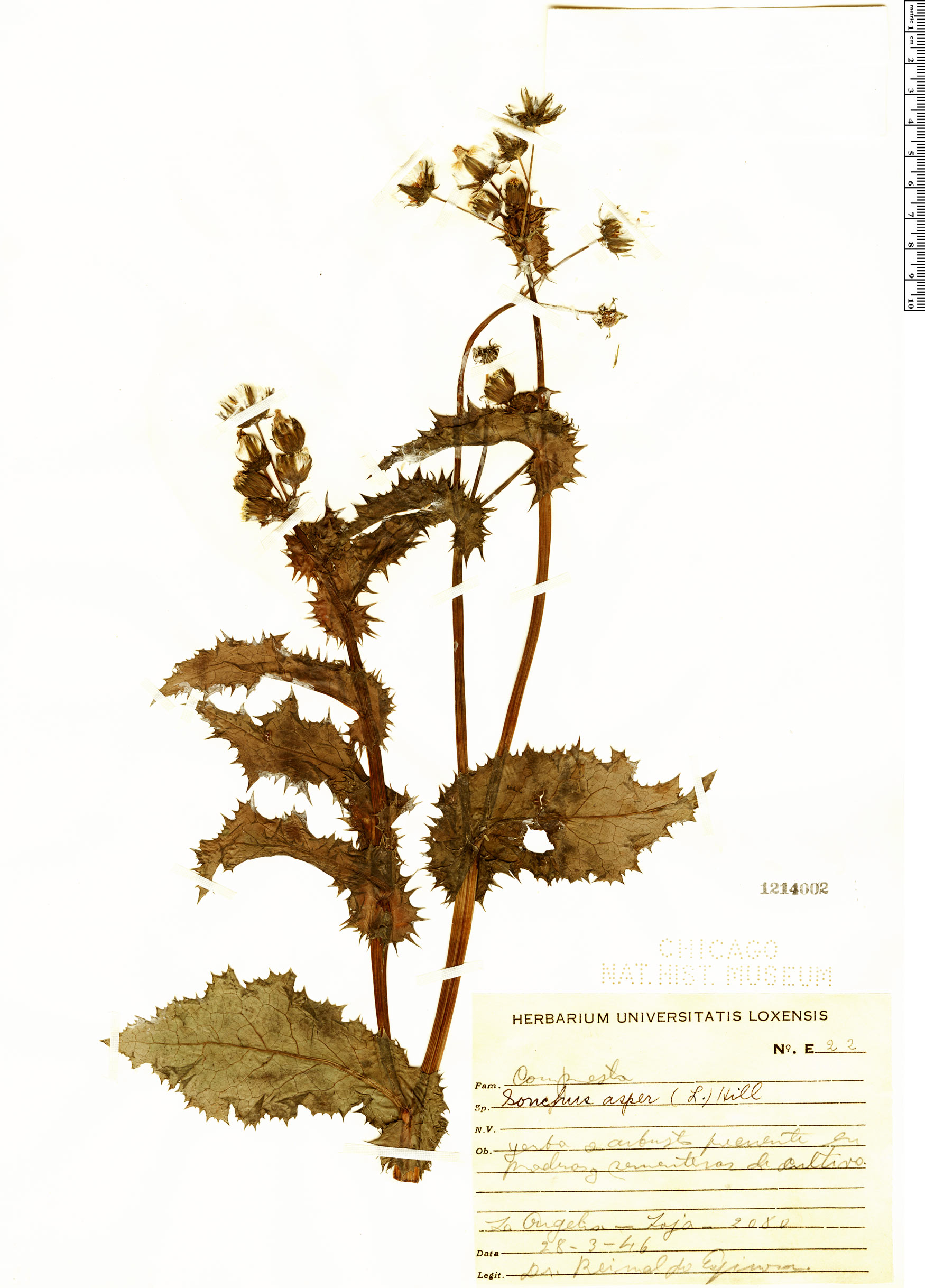 Sonchus asper image