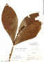 Ardisia wedelii image
