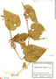 Cyclanthera peruana image