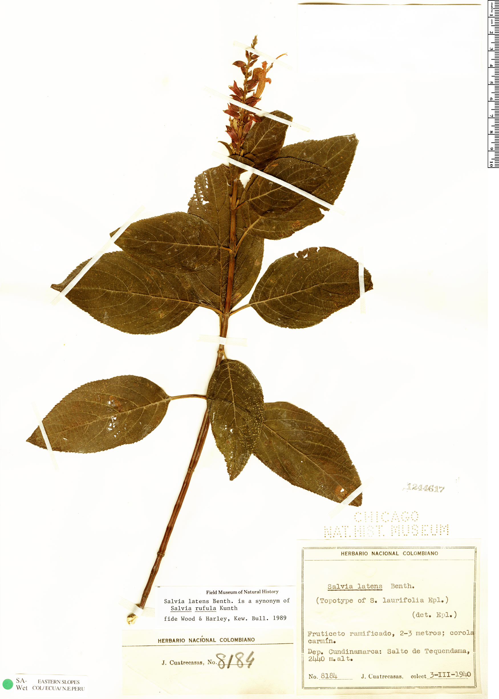Salvia rufula var. rufula image