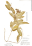 Passiflora acuminata image
