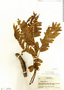 Cassia grandis image