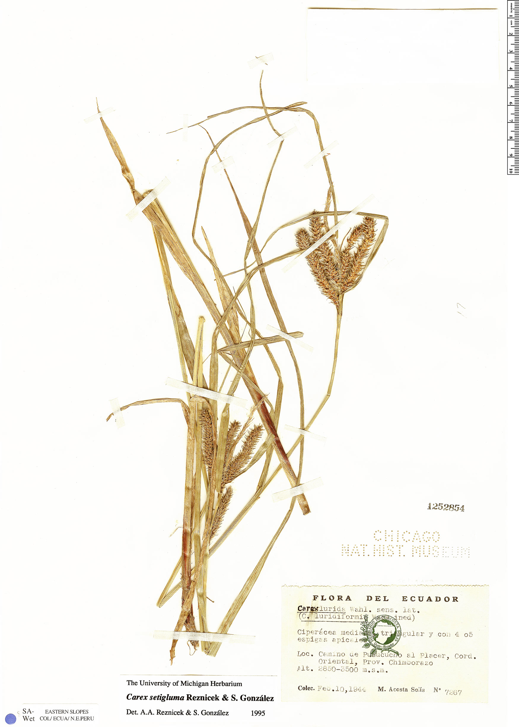 Carex setigluma image