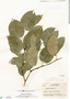 Hymenaea courbaril image