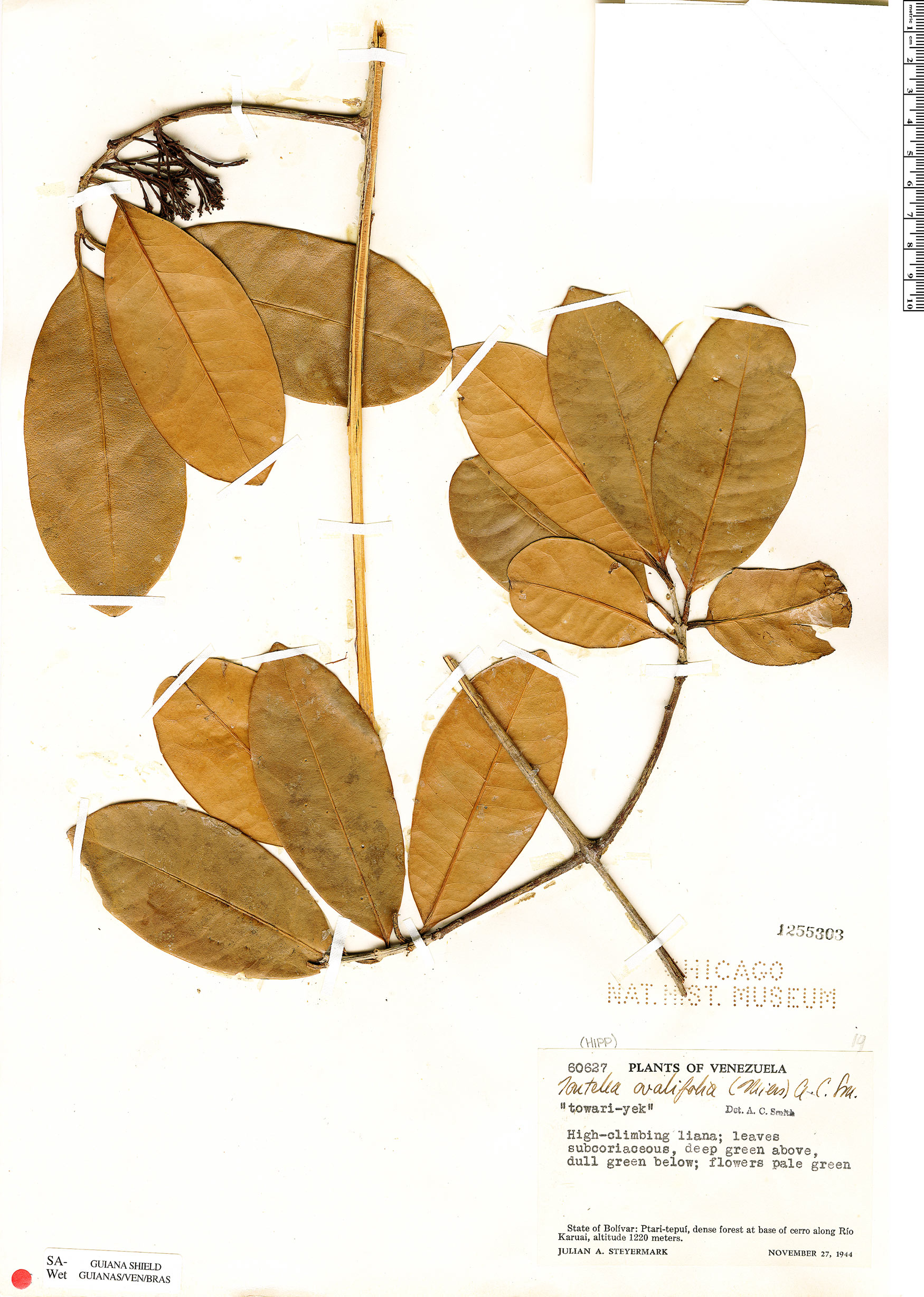 Tontelea passiflora image