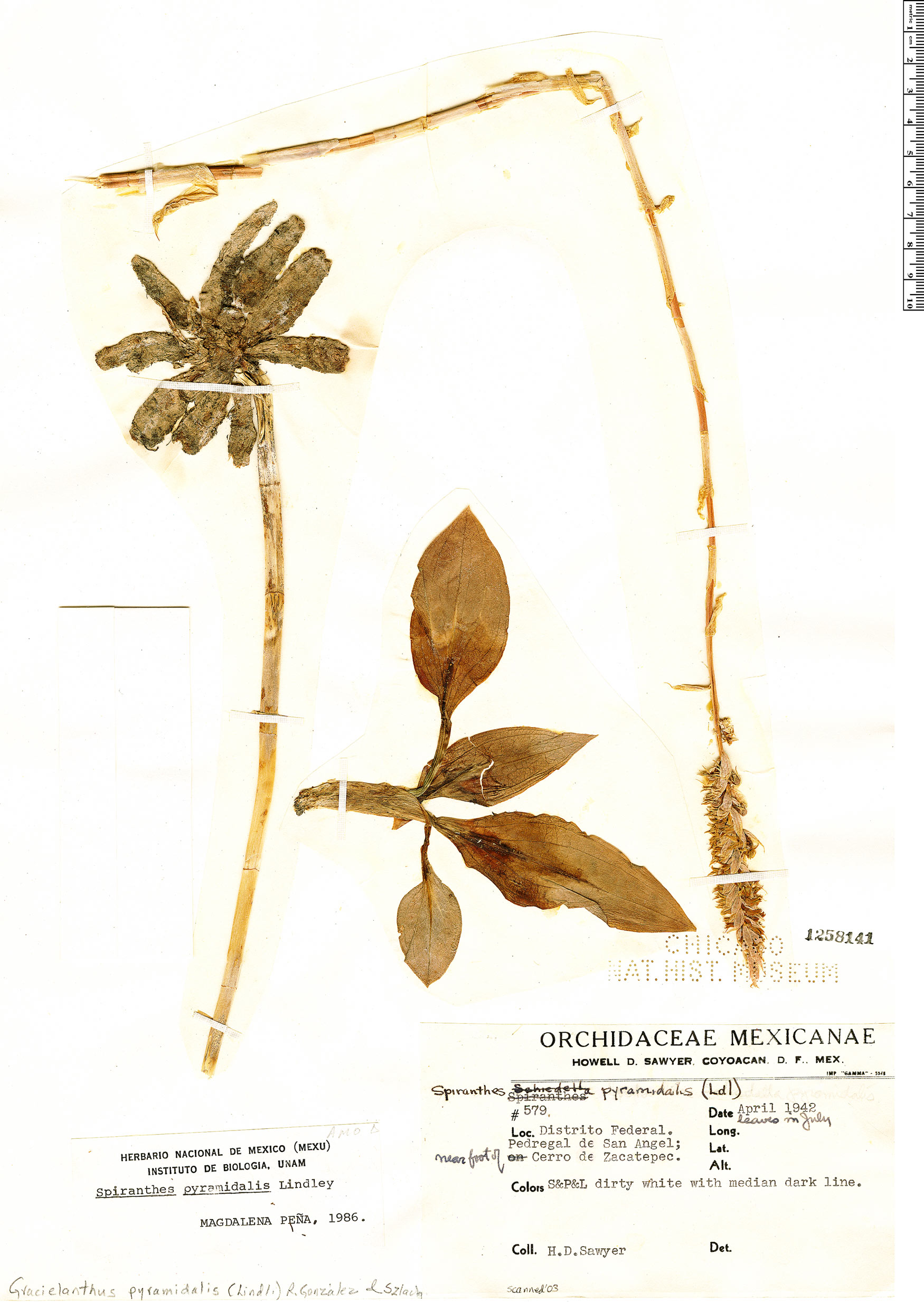 Gracielanthus image