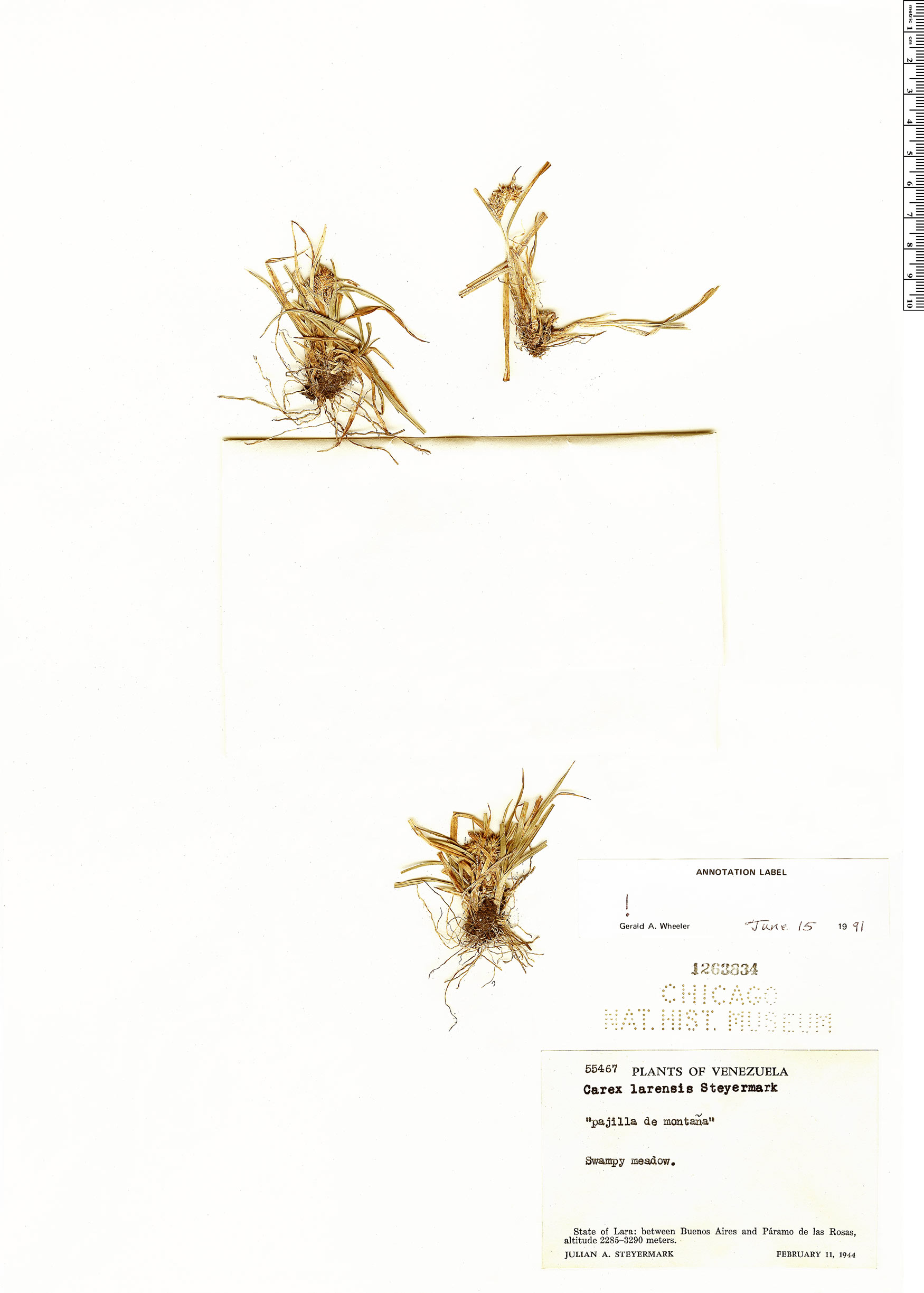 Carex larensis image