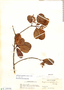 Zanthoxylum monophyllum image