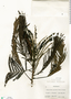 Pentaclethra macroloba image