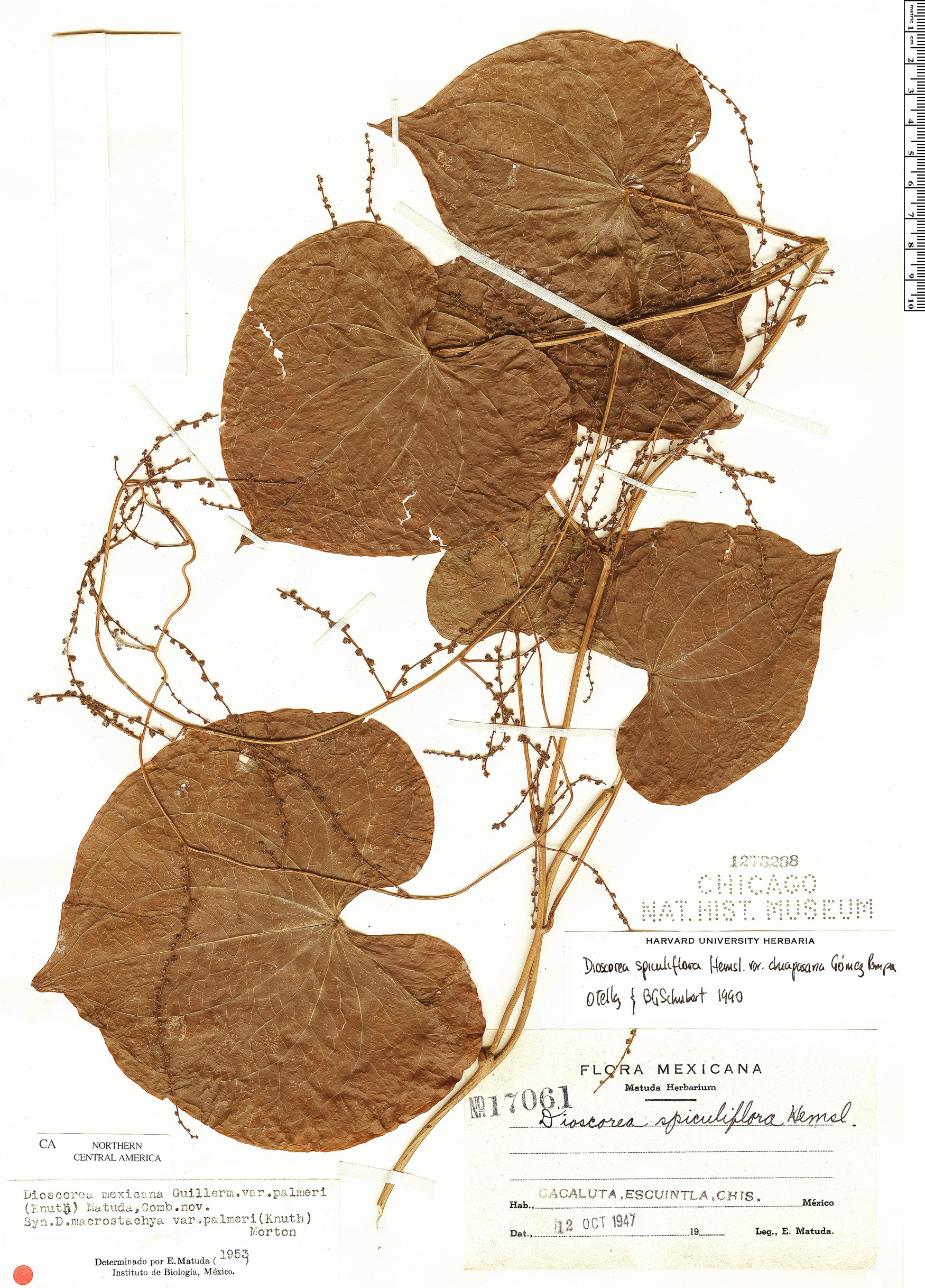 Dioscorea gomez-pompae image