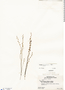Utricularia guyanensis image