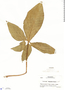 Xanthosoma wendlandii image