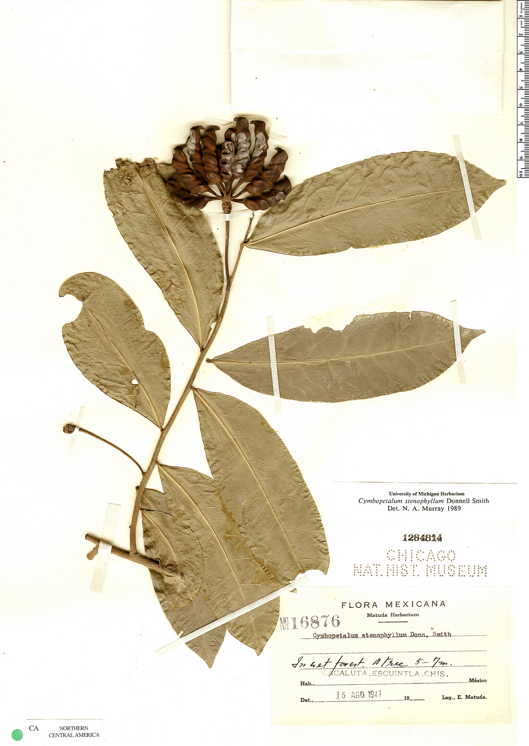 Cymbopetalum stenophyllum image