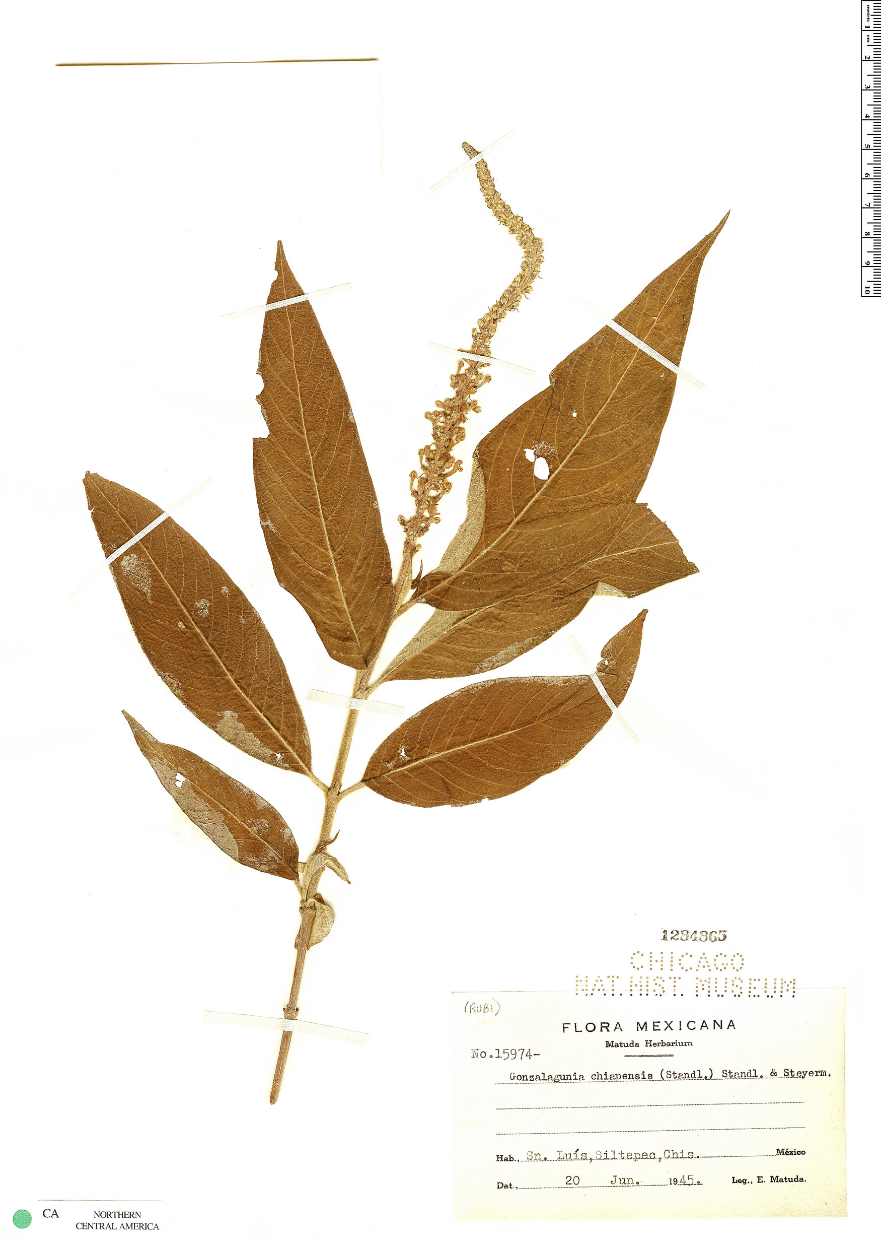 Gonzalagunia chiapasensis image