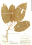 Anthurium myosuroides image