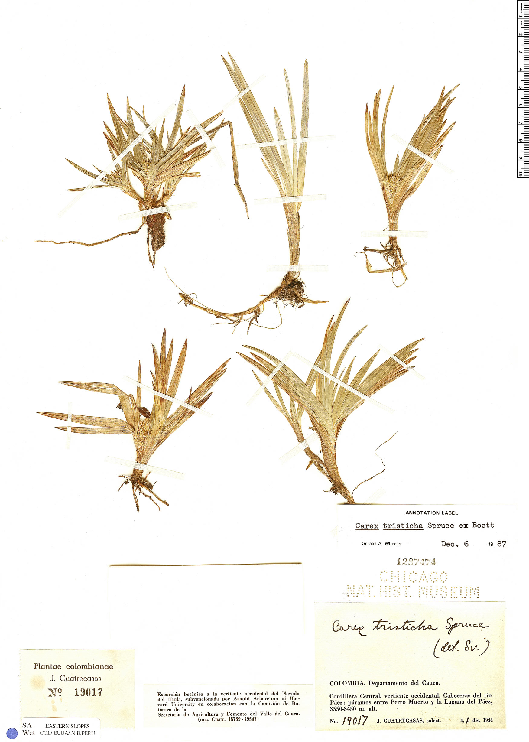 Carex pygmaea image