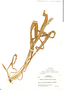 Ixophorus unisetus image