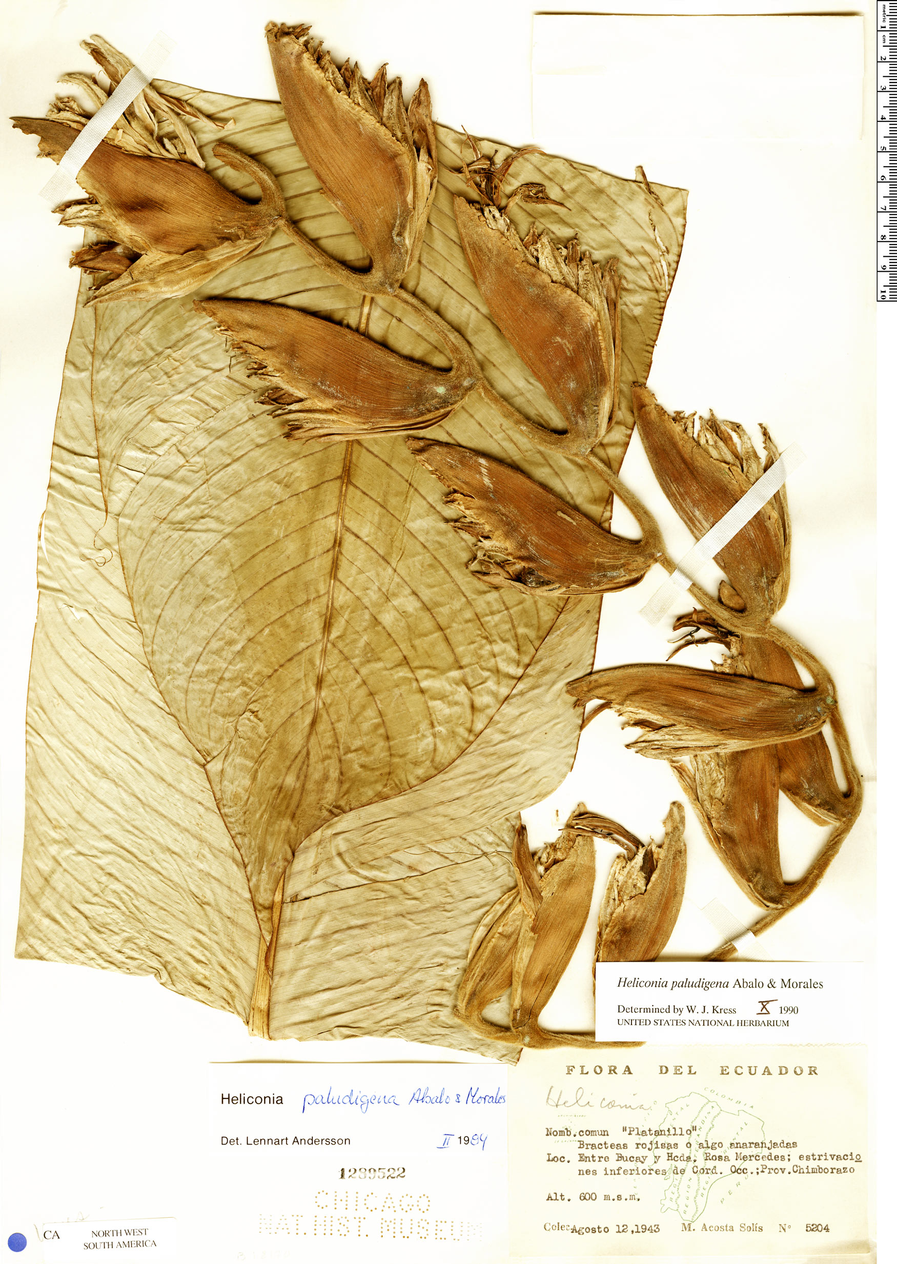 Heliconia paludigena image