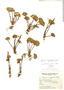 Gunnera magellanica image