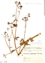 Arracacia xanthorrhiza image