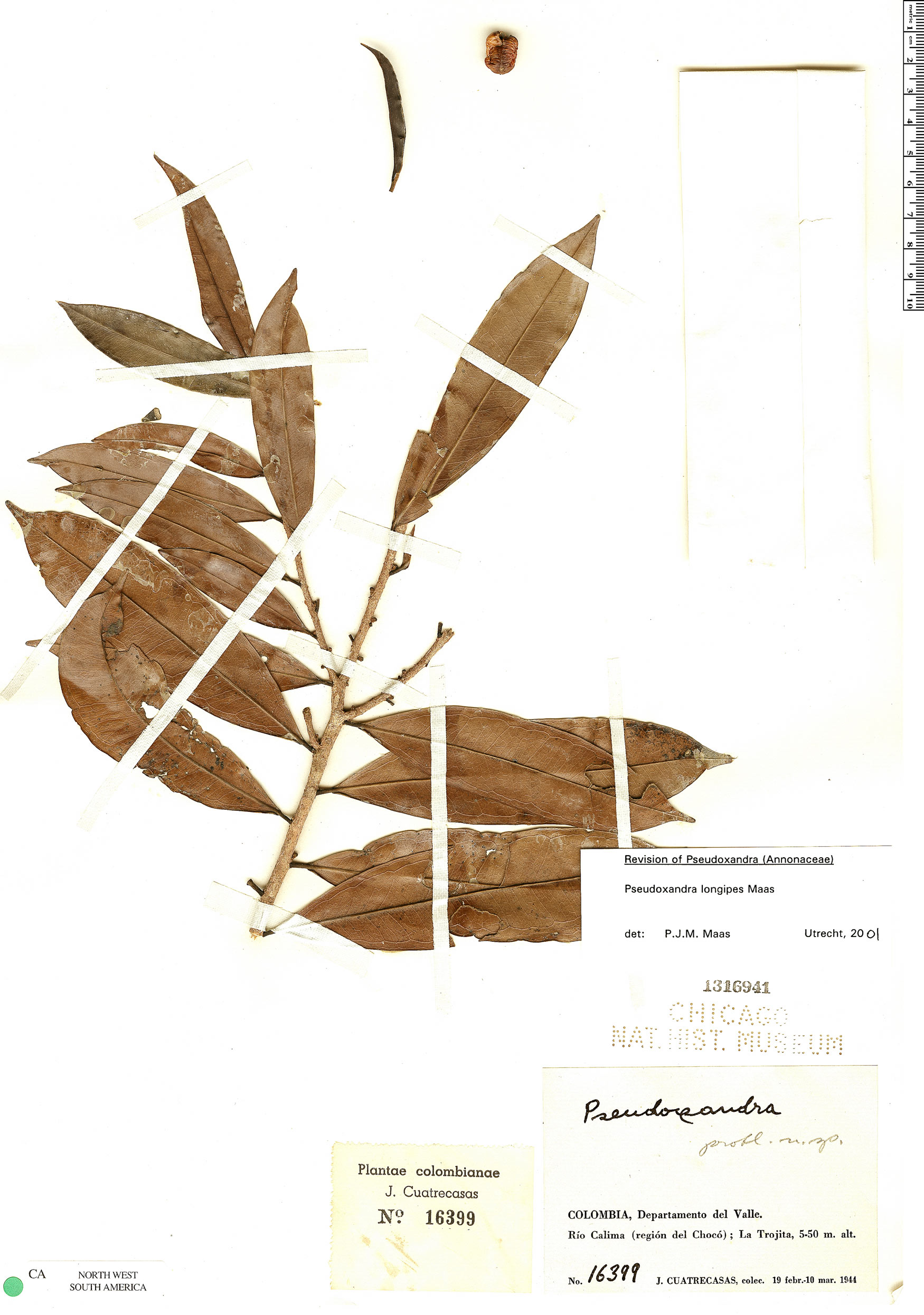 Pseudoxandra longipes image
