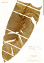 Heliconia velutina image
