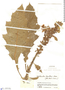 Aphelandra acanthus image
