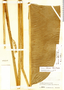 Heliconia stella-maris image