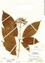 Hamelia longipes image